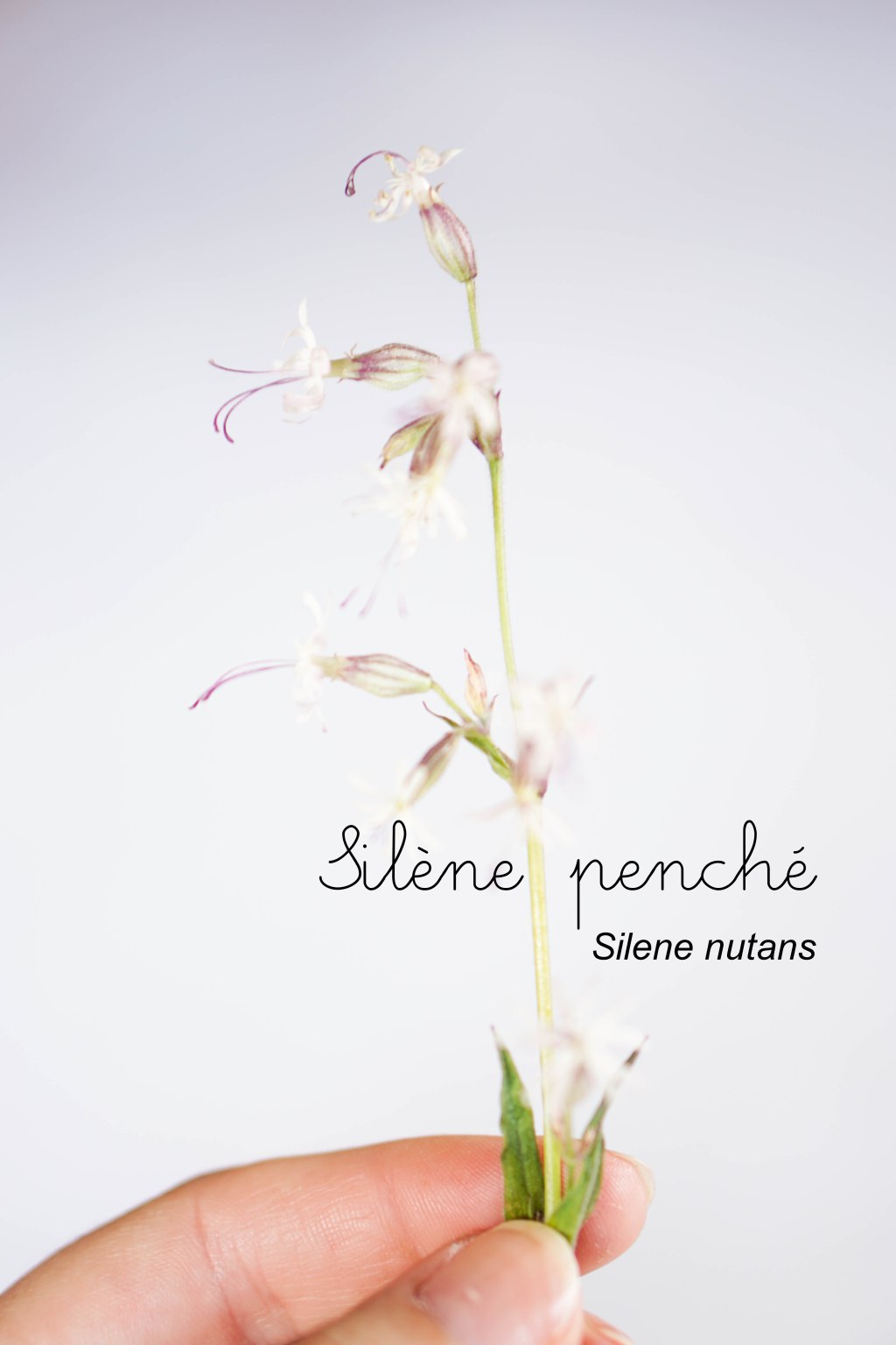 Mon herbier digital des&nbsp;Hautes-Alpes