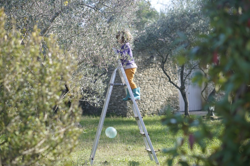 Notre première récolte d&rsquo;olives&nbsp;!